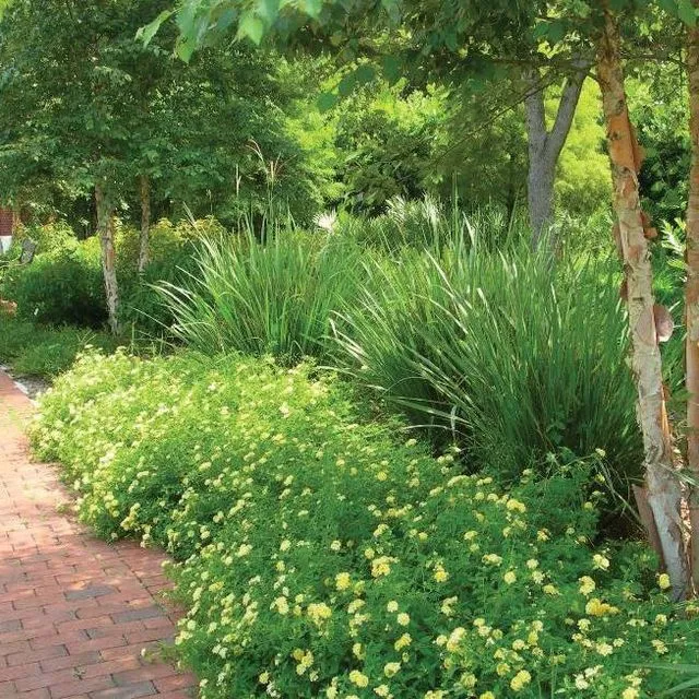 thumbnail for publication: Florida-Friendly Landscaping™ Pattern Book: Sample plant lists and designs for four Florida regions: USDA Hardiness Zone 9A, North Central Florida